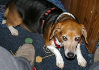 Max, cowering at my feet during a thunderstorm