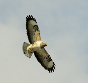 A hawk soaring on high.