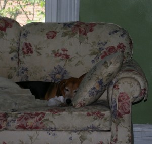 A Beagle sleeping on a couch